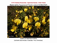 AtlasFlora 4 105 Ononis natrix