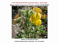 AtlasFlora 4 106 Ononis natrix