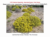 AtlasFlora 4 107 Ononis natrix subsp ramossisima