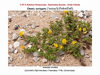 AtlasFlora 4 108-1 Ononis variegata