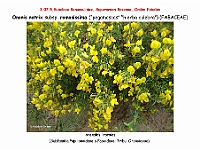 AtlasFlora 4 108 Ononis natrix subsp ramossisima