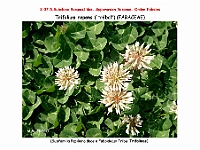 AtlasFlora 4 109 Trifolium repens