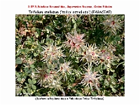 AtlasFlora 4 110 Trifolium stellatum