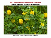 AtlasFlora 4 111-1 Trifolium campestre