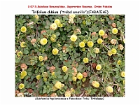 AtlasFlora 4 111 Trifolium dubium
