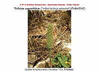 AtlasFlora 4 112 Trifolium angustifolium