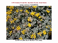 AtlasFlora 4 119 Lotus creticus