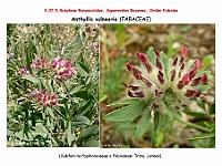 AtlasFlora 4 121 Anthyllis vulneraria