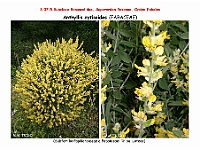 AtlasFlora 4 122 Anthyllis cytisoides