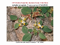 AtlasFlora 4 124 Anthyllis tetraphylla