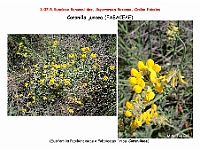 AtlasFlora 4 126 Coronilla juncea