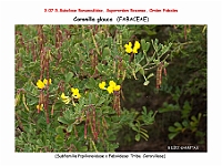 AtlasFlora 4 127-1 Coronilla glauca