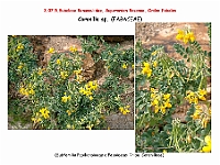 AtlasFlora 4 128 Coronilla sp