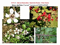 AtlasFlora 4 131 Rubus ulmifolius