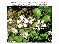 AtlasFlora 4 132 Rubus ulmifolius