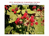 AtlasFlora 4 133 Rubus sp
