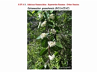 AtlasFlora 4 134 Cotoneaster granatensis