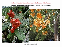 AtlasFlora 4 146 Sorbus domestica