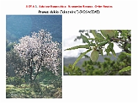 AtlasFlora 4 149 Prunus dulcis