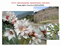 AtlasFlora 4 150 Prunus dulcis