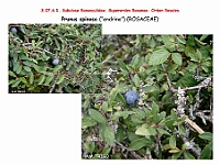 AtlasFlora 4 151 Prunus spinosa