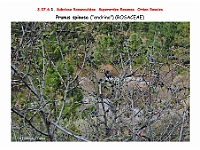 AtlasFlora 4 152 Prunus spinosa
