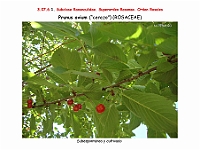 AtlasFlora 4 153 Prunus avium