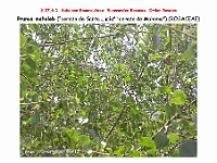 AtlasFlora 4 155 Prunus mahaleb