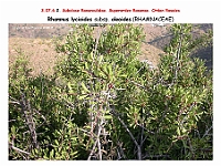 AtlasFlora 4 160 Rhamnus lycioides subsp oleoides
