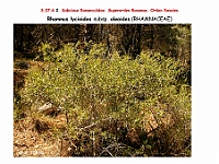 AtlasFlora 4 161Rhamnus lycioides subsp oleoides