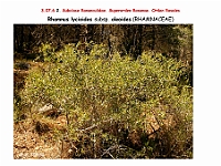 AtlasFlora 4 161Rhamnus lycioides subsp oleoides