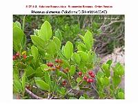 AtlasFlora 4 163 Rhamnus alaternus