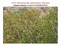 AtlasFlora 4 164 Rhamnus alaternus