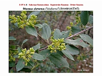 AtlasFlora 4 166 Rhamnus alaternus