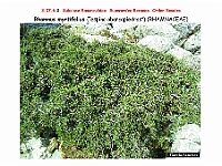 AtlasFlora 4 168 Rhamnus myrtifolius