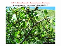 AtlasFlora 4 171 Rhamnus saxatilis