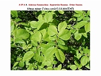 AtlasFlora 4 173 Ulmus minor