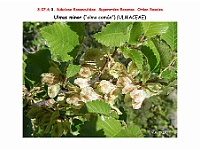 AtlasFlora 4 174 Ulmus minor