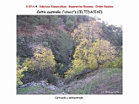 AtlasFlora 4 176 Celtis australis