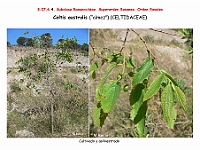 AtlasFlora 4 177 Celtis australis