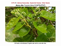 AtlasFlora 4 180 Morus alba