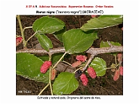 AtlasFlora 4 181 Morus nigra