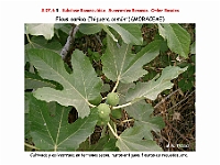 AtlasFlora 4 182 Ficus carica