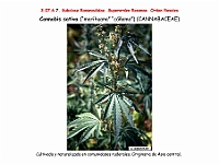 AtlasFlora 4 188 Cannabis sativa