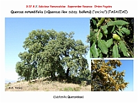AtlasFlora 4 204 Quercus rotundifolia