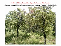 AtlasFlora 4 206 Quercus rotundifolia
