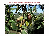 AtlasFlora 4 207 Quercus rotundifolia