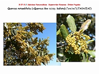 AtlasFlora 4 208 Quercus rotundifolia