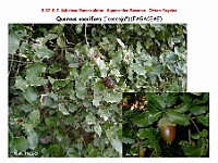 AtlasFlora 4 209 Quercus coccifera