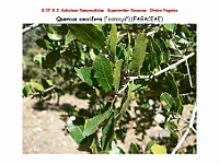 AtlasFlora 4 210 Quercus coccifera